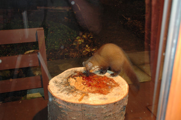 Pine Marten - Pine Martens