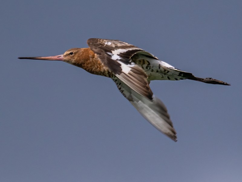 Black-tailed Godwit - Sandpipers
