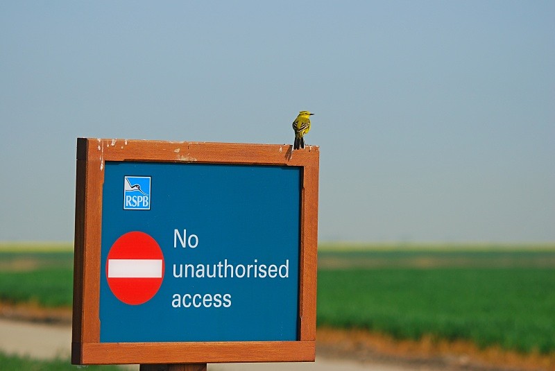 Yellow Wagtail - Wagtails