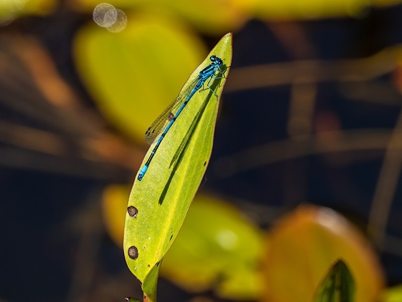 Common Blue Damselfly - Dragonflies and damselflies