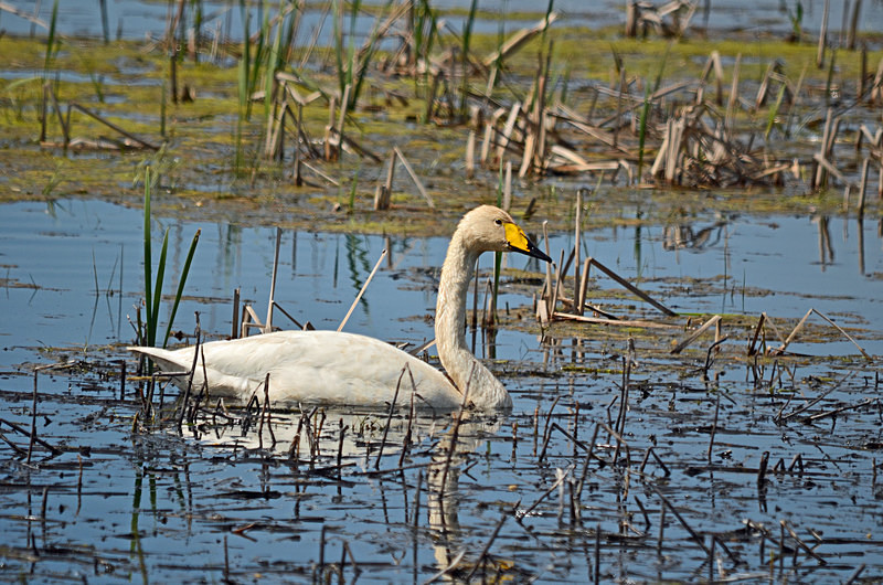 Whooper Swan - Estonia