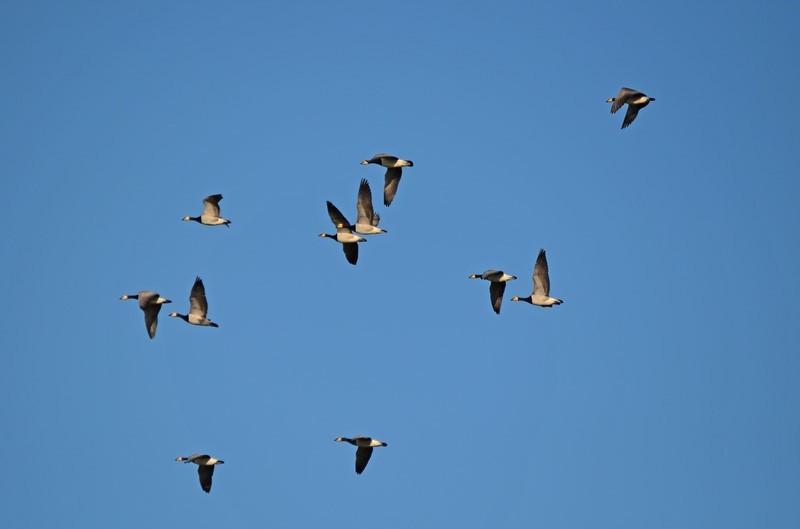 Barnacle Geese - Black geese