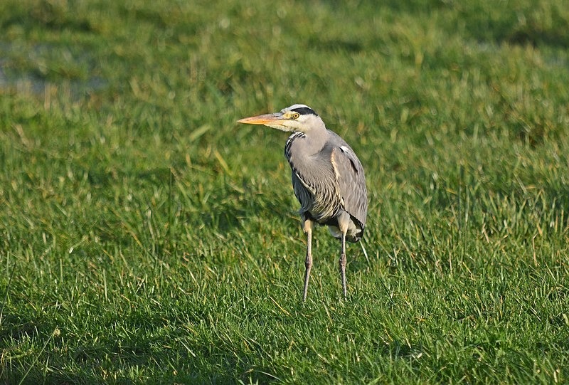 Grey Heron - Netherlands - December 2019