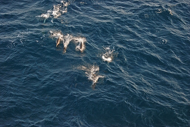 Common Dolphin - Whales and dolphins
