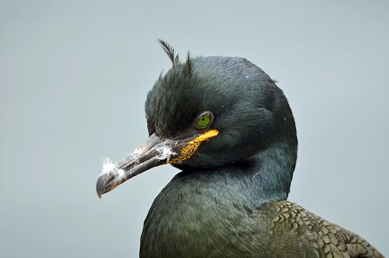 Shag - Cormorants and Shags
