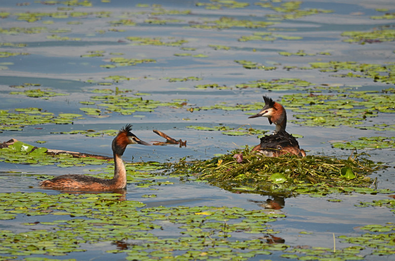 Great Crested Grebes - Central Macedonia