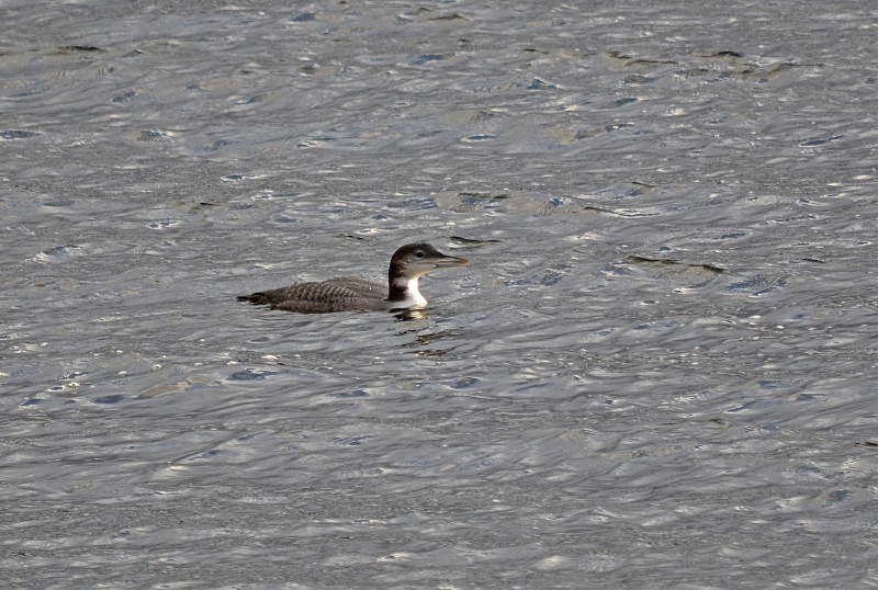 Great Northern Diver - Divers