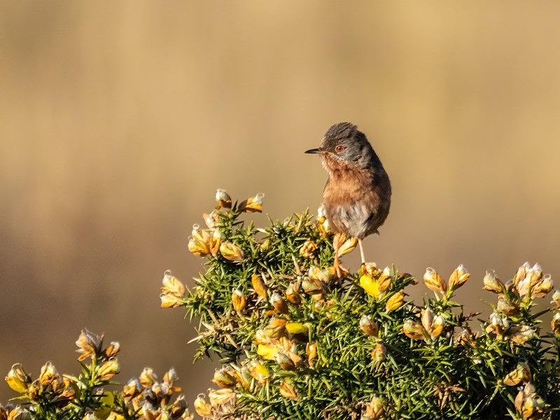 Dartford Warbler - Warblers