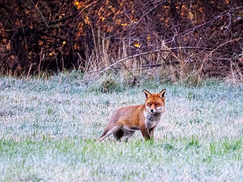Red Fox - Latest photos