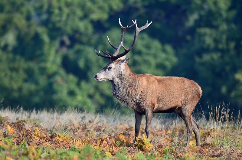 Red Deer - Red Deer