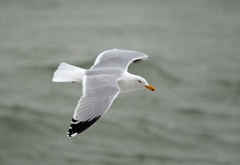 Herring Gull - Ireland - January and February 2020