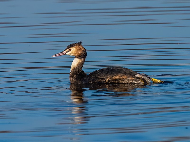 Great Crested Grebe - Grebes