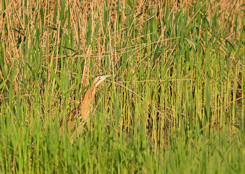 Bittern - Herons and egrets
