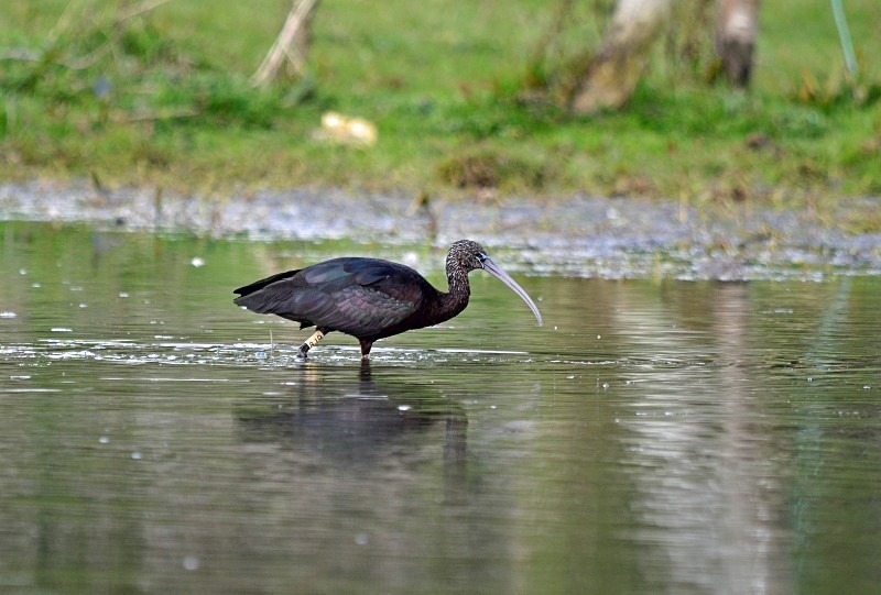 Glossy Ibis - Ibises