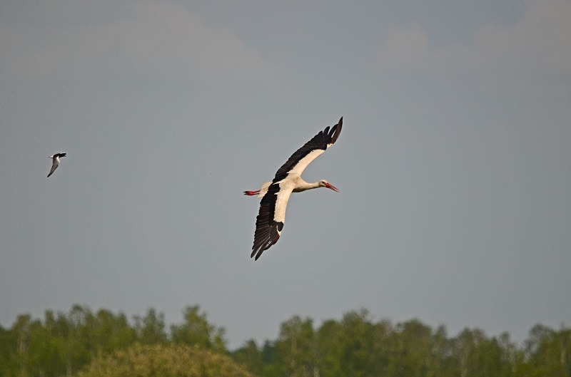 White Stork - North east Poland - May 2013