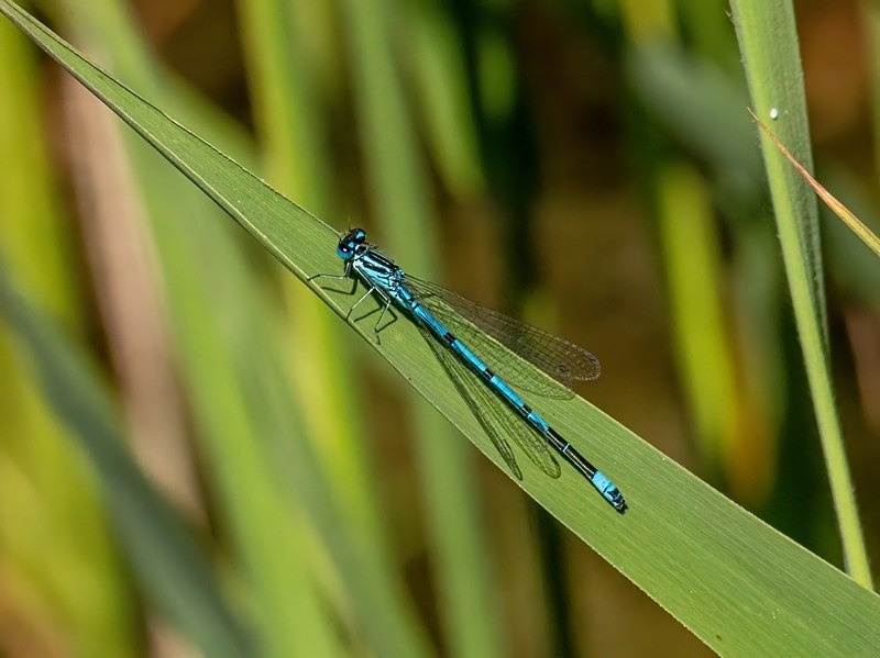 Azure Damselfly - Dragonflies and damselflies
