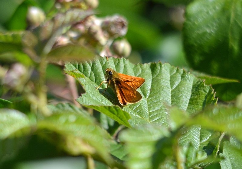 Large Skipper - Butterflies