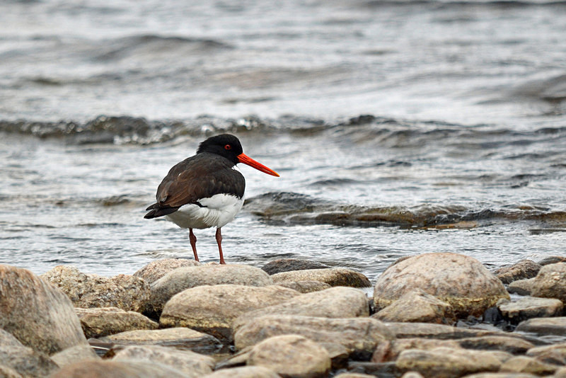 Oystercatcher - Oystercatchers