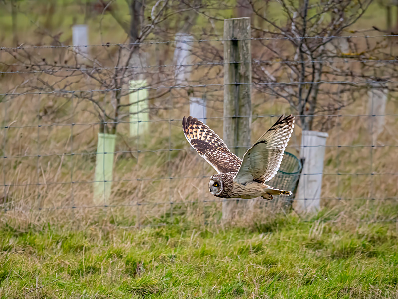 Short-eared Owl - Latest photos