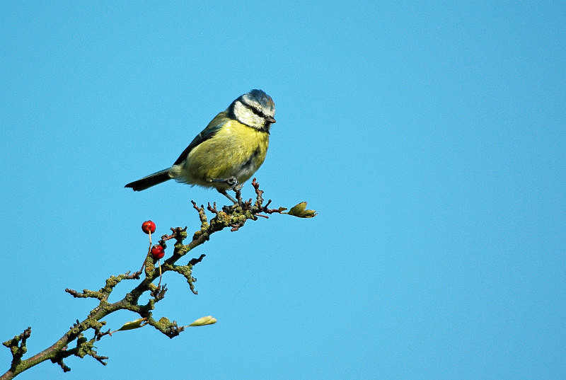 Blue Tit - Tits