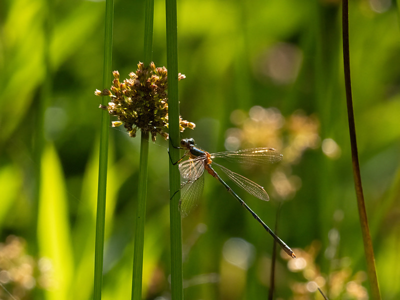 Emerald Damselfly - Latest photos