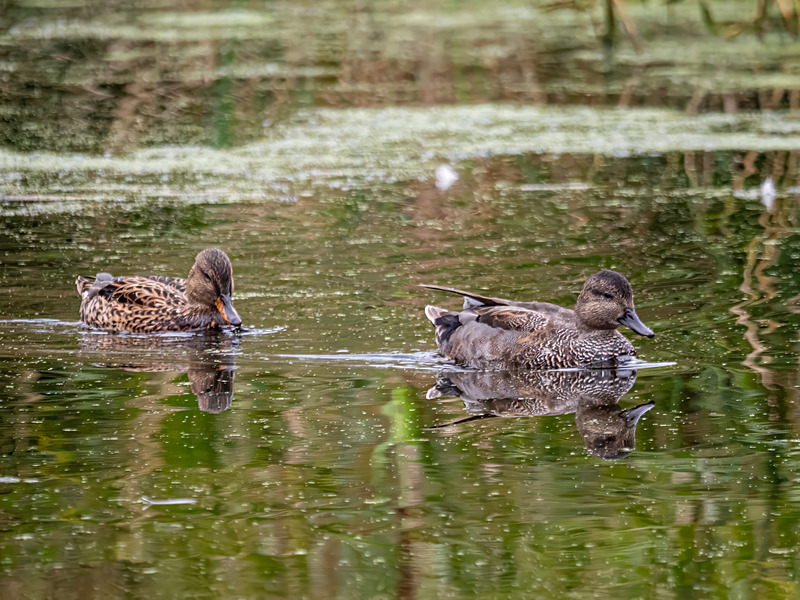 Gadwall - Latest photos