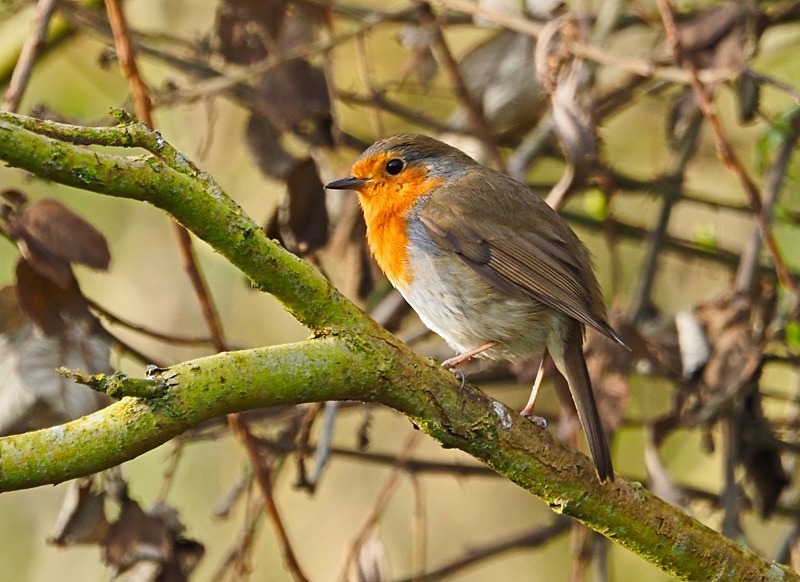 Robin - Robins