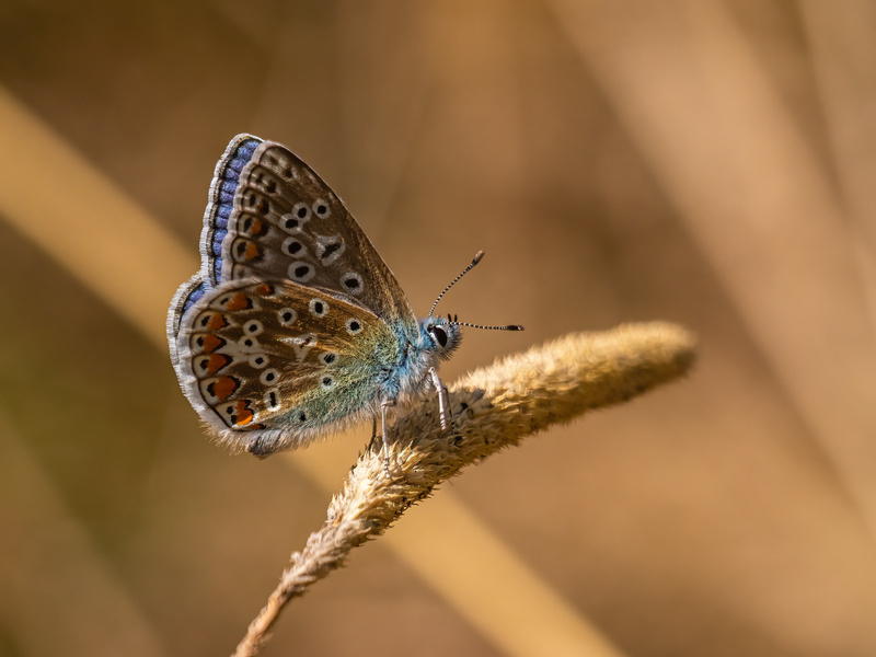 Common Blue - Butterflies