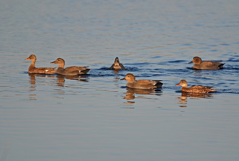 Gadwall - Dabbling ducks