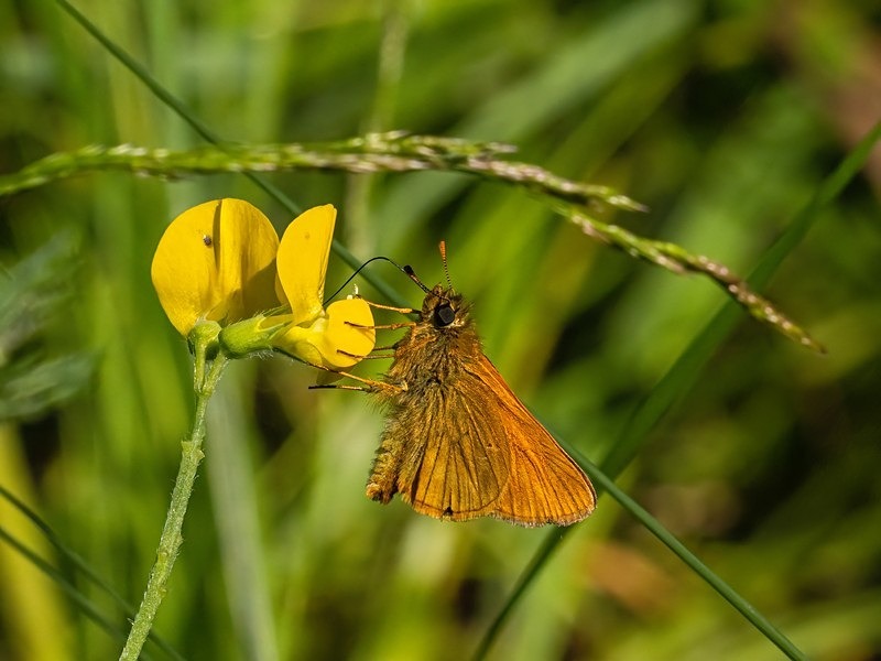 Large Skipper - Butterflies
