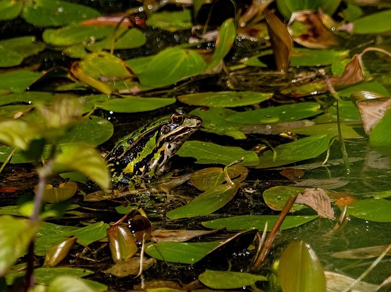 Edible Frog - Frogs and toads