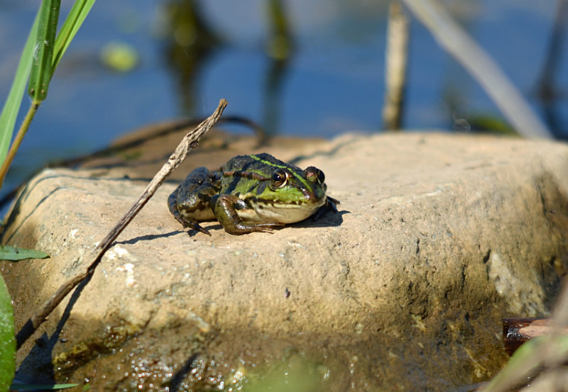 Marsh Frog - Central Macedonia