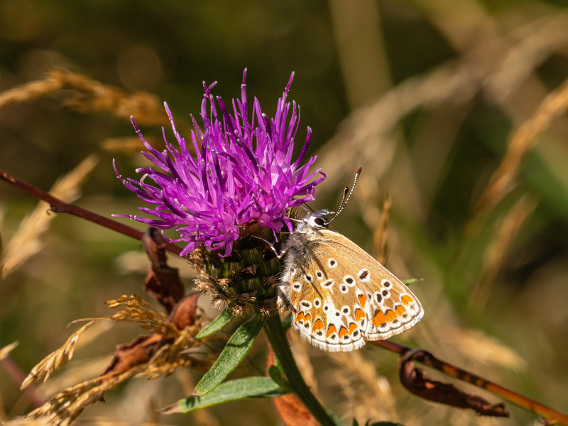 Brown Argus - Butterflies