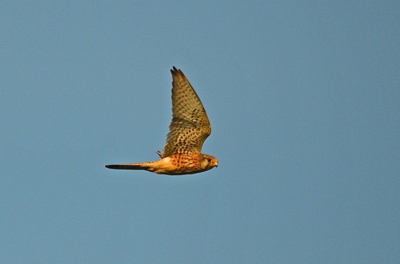 Kestrel - Birds of prey