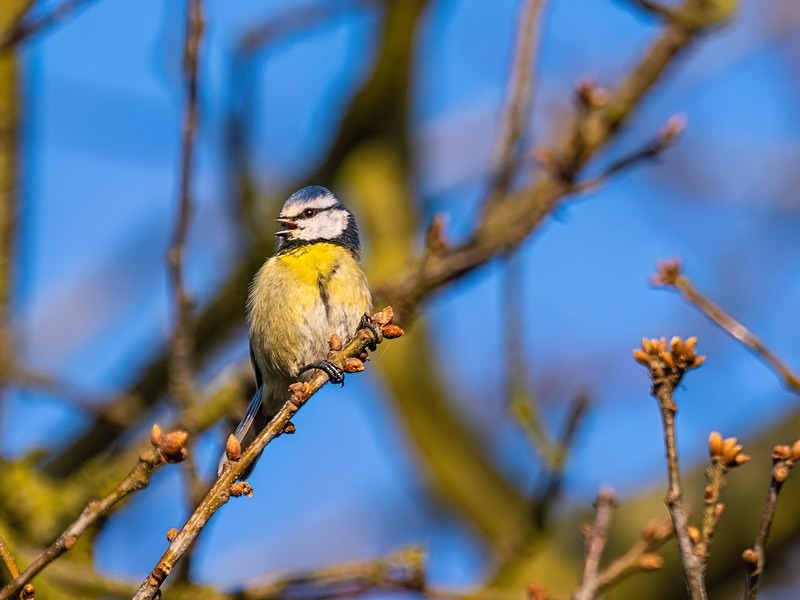 Blue Tit - Tits