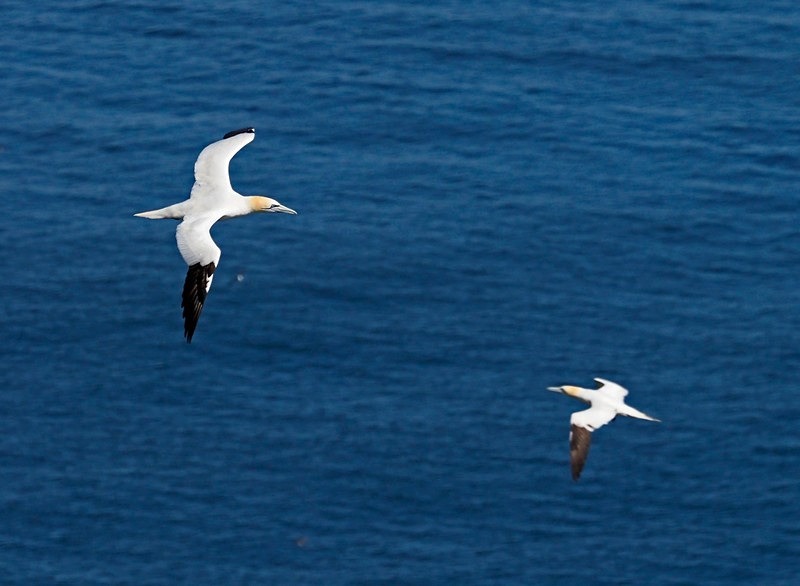 Gannet - Gannets