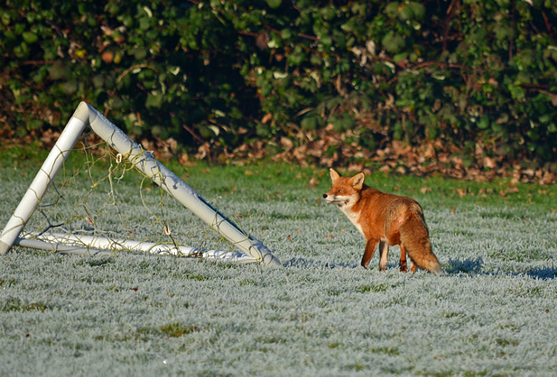 Red Fox - Red Foxes