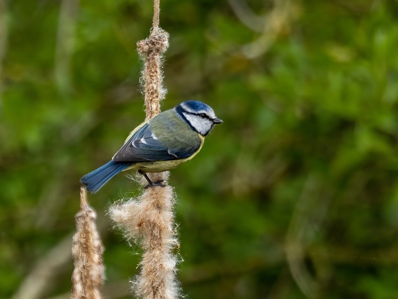 Blue Tit - Tits