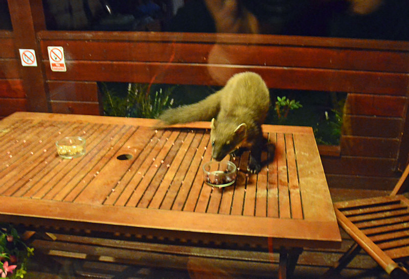 Pine Marten - Pine Martens
