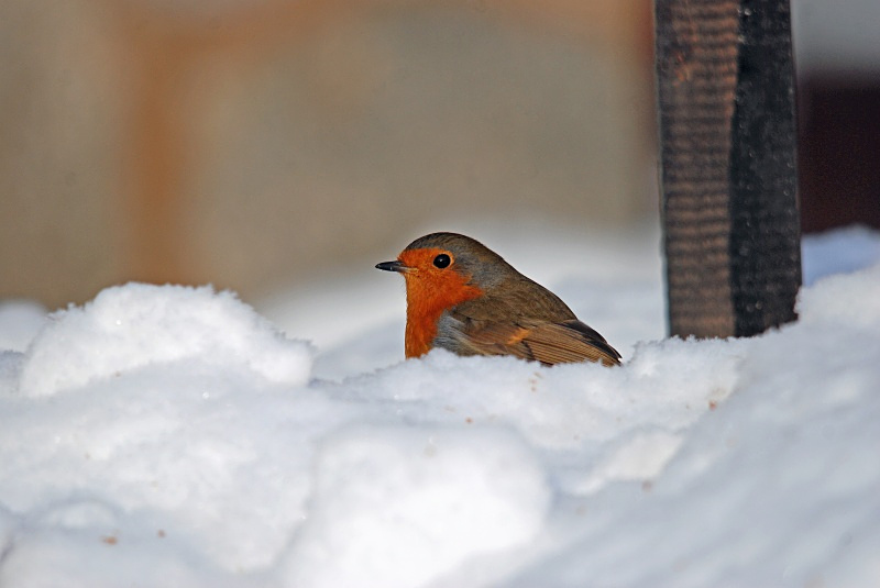 Robin - Robins
