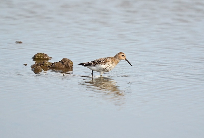 Dunlin - Sandpipers