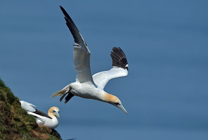 Gannet - Gannets
