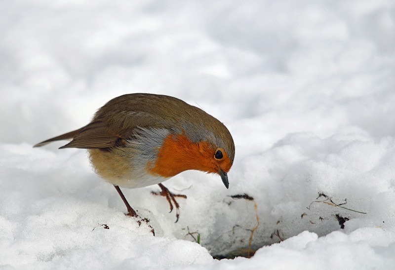 Robin - Robins