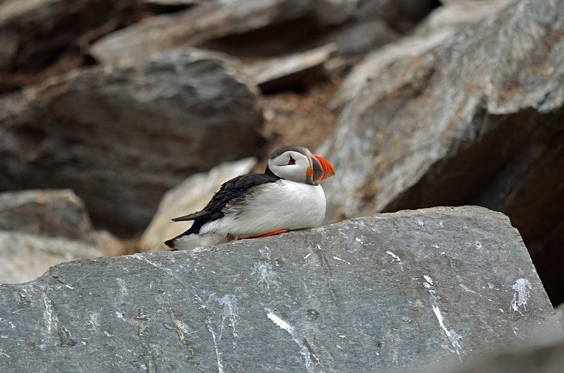 Puffin