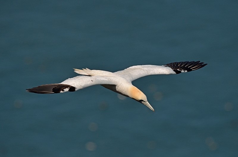 Gannet - Gannets