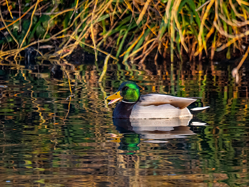 Male Mallard - Latest photos