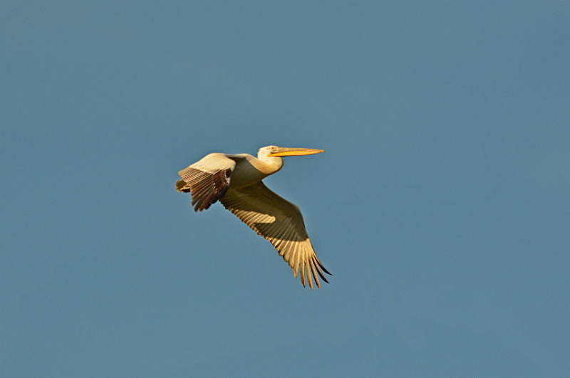 Dalmatian Pelican - West Macedonia