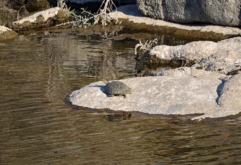 Spanish Terrapin - South Spain - September 2013