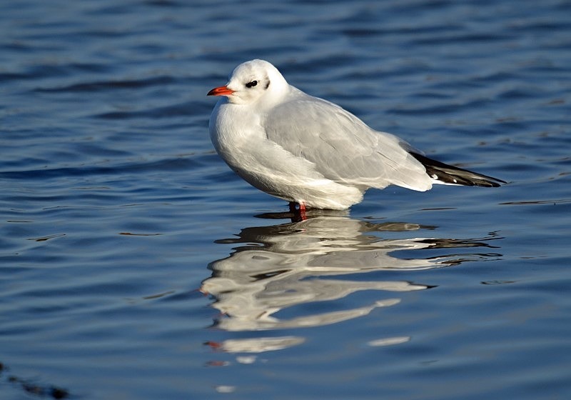 Black-headed Gull - Gulls