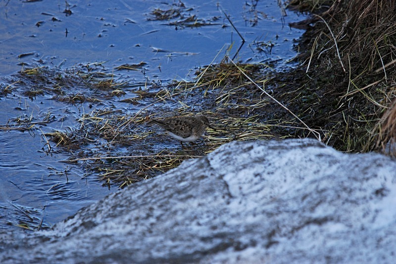 Temminck’s Stint - North Finland and north Norway - May and June 2009